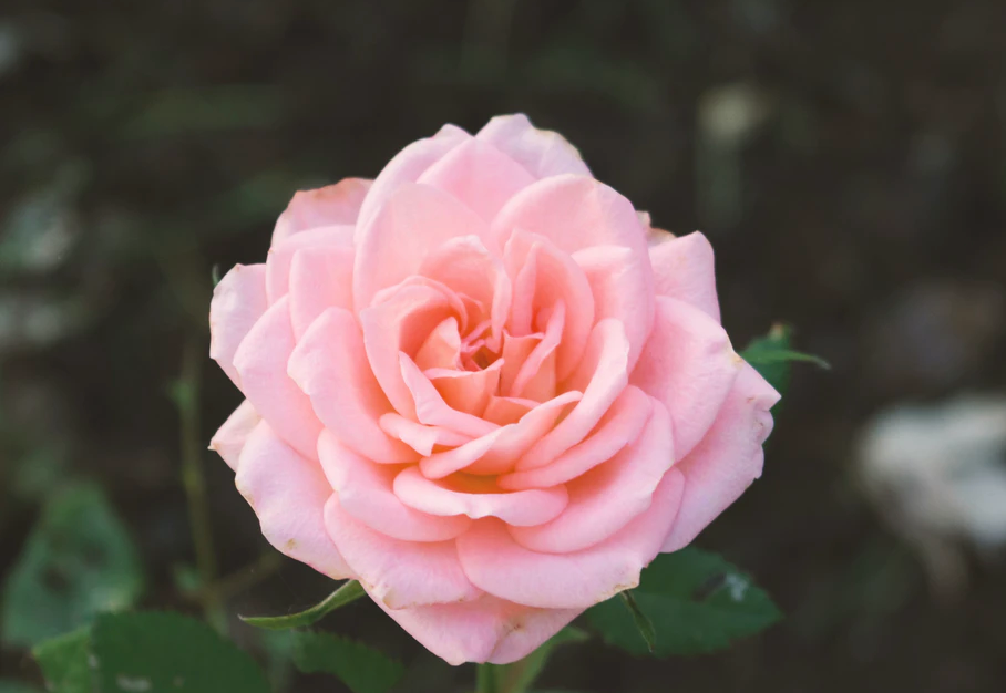 Pink rose in garden