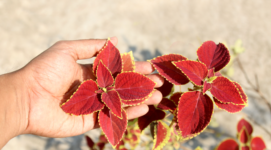 What you did not know about Forskolin
